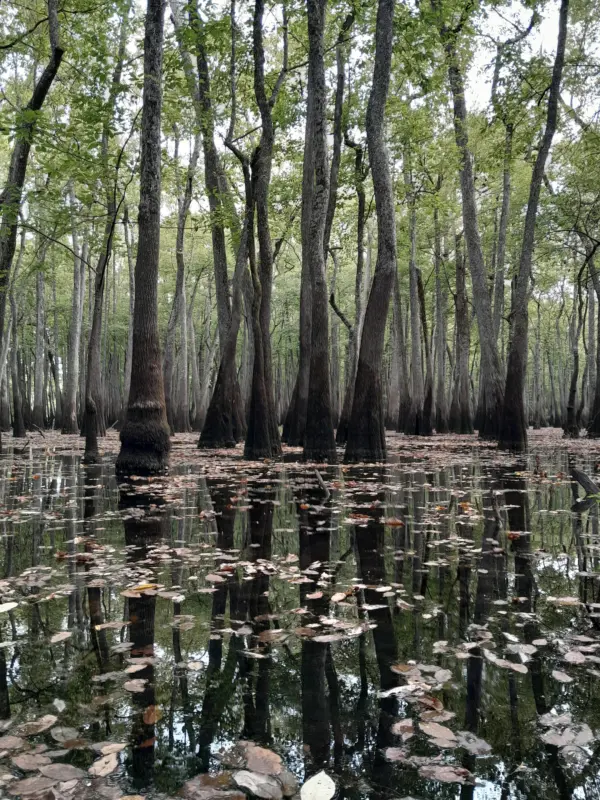 Water tupelo grove on Benajmin Lake, Felsenthal NWR, Arkansas [OC] [3060 x 4080]