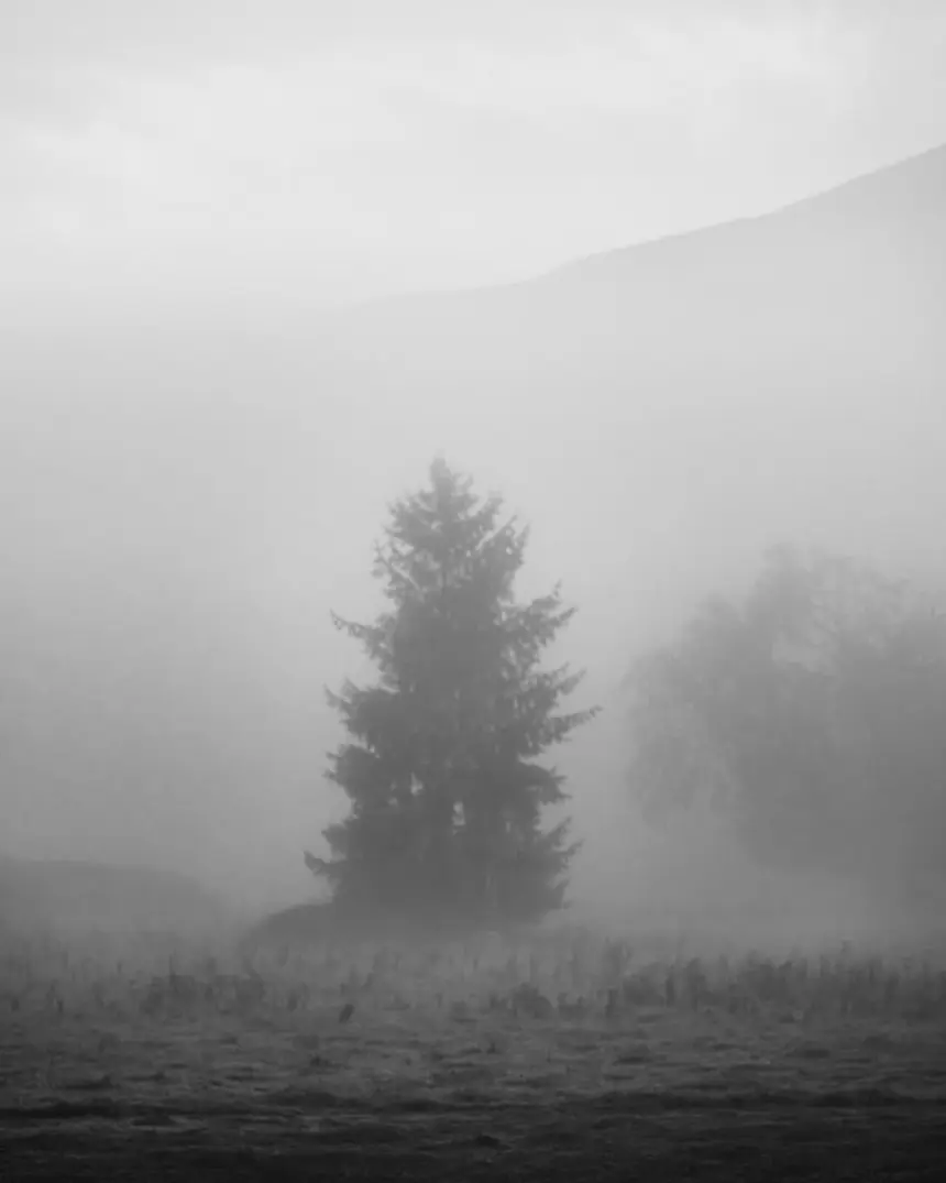 Veiled in Fog, Grays River, Washington, 2024 [OC]  [960x1200]